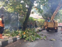 Cegah Pohon Tumbang, Disperkim Sukabumi Gencarkan Pemangkasan di Palabuhanratu