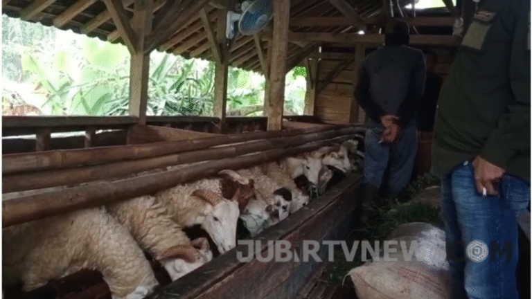 Jelang Idul Adha, Camat Jampangkulon Cek Langsung Kesehatan Kurban di Dua Desa Peternak