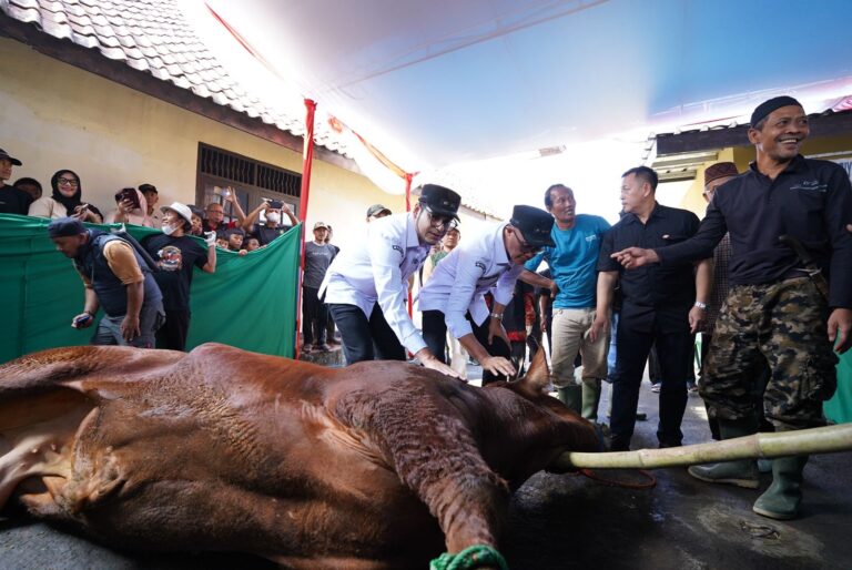 Sapi Kurban Bantuan Presiden Prabowo untuk Warga Kota Sukabumi Disembelih di Sini