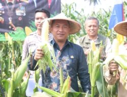 Panen Raya Jagung Serentak 2025: Pemerintah dan Polri Sinergi Wujudkan Ketahanan Pangan
