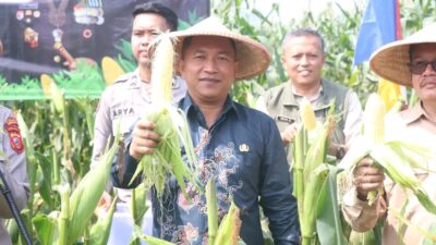 Panen Raya Jagung Serentak 2025: Pemerintah dan Polri Sinergi Wujudkan Ketahanan Pangan