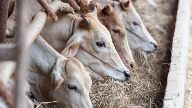 Jelang Idul Adha 2025, Ini Panduan Memilih Hewan Kurban yang Sah Menurut Syariat Islam