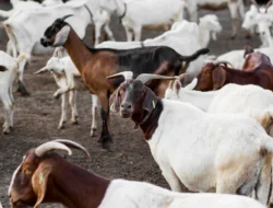 Syarat Kambing Kurban Sesuai Syariat, Wajib Tahu Sebelum Idul Adha 2025