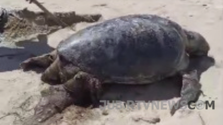 Tragis! Penyu Hijau Usia Produktif Ditemukan Mati Terdampar di Pantai Minajaya Sukabumi