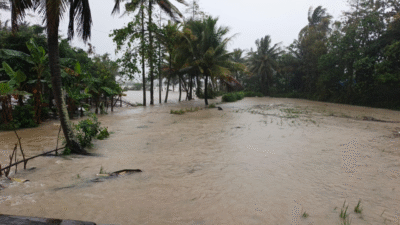 BPBD Sukabumi: Banjir Rendam Ratusan Hektare Sawah dan Ancam 200 Rumah di Tegalbuleud