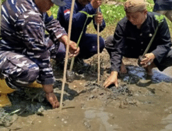 500 Mangrove Ditanam di Kawasan Konservasi Penyu Pangumbahan, Upaya Konkret Jaga Pesisir Sukabumi