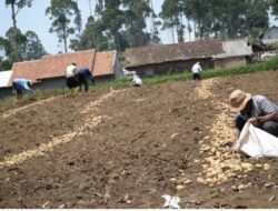 Lazismu Jabar Hadirkan Program Tani Bangkit untuk Permudah Modal Petani Kentang Bandung