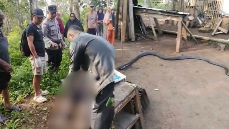 Duel Maut dengan King Kobra, Pria Lansia di Sukabumi Tewas dengan Luka Gigitan Berbisa