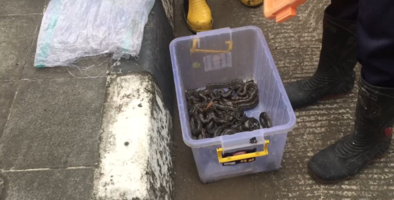 Heboh! Puluhan Anak Ular Muncul dari Gorong-gorong di Palabuhanratu Sukabumi