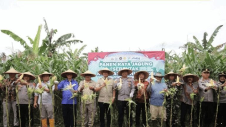 Dukung Swasembada Pangan 2026, Sukabumi Panen Raya Jagung Serentak Kuartal I di Nagrak