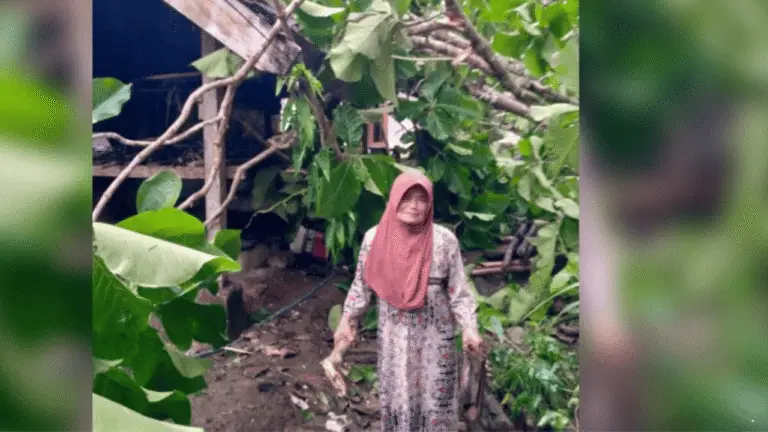 Angin Kencang Sebabkan Pohon Tumbang hingga Timpa Rumah Lansia di Waluran Sukabumi