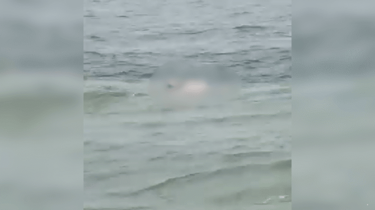 Jasad Pemuda Ditemukan Mengambang di Laut Ciracap Sukabumi, Ternyata Korban Hanyut dari Sawarna