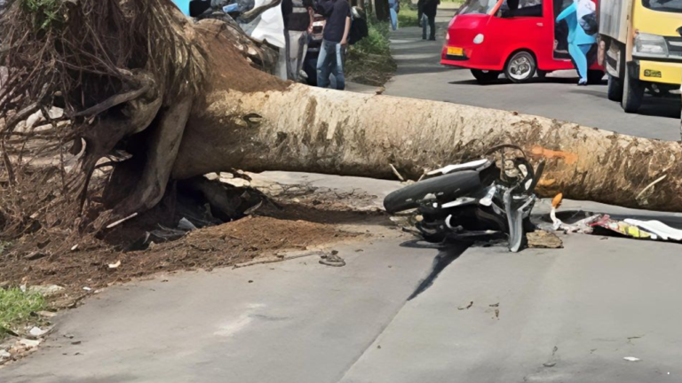 Pohon Tumbang Timpa Motor di Kadudampit Sukabumi, 2 Remaja Selamat