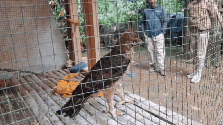 Elang Jawa Tabrak Kaca Jendela di Nagrak Sukabumi, Kini Dalam Perawatan