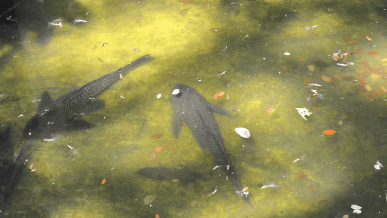Ikan Sapu-Sapu Tak Selalu Jadi Hama, Ini Potensi Pemanfaatan yang Belum Banyak Diketahui