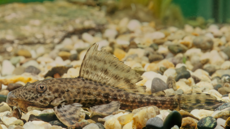 Mengapa Ikan Sapu-Sapu Berbahaya? Ini Bedanya dengan Ikan Lokal