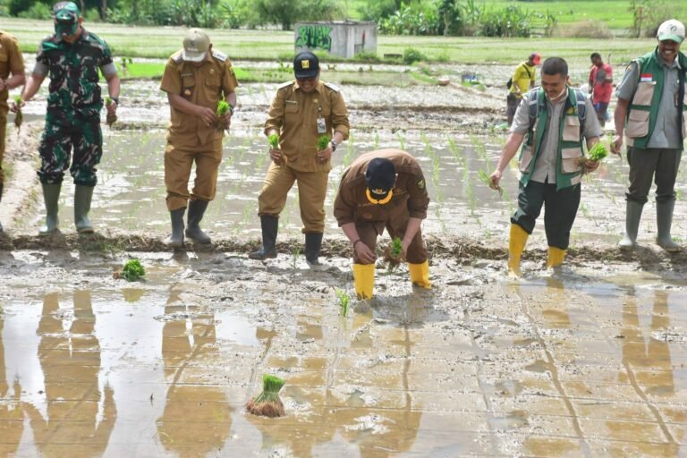 Produktivitas Padi Lampaui Rata-rata Daerah, Ciemas Jadi Salah Satu Penopang Swasembada Pangan Kabupaten Sukabumi