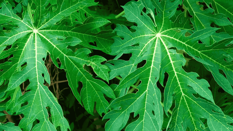 Dikenal Pahit, Daun Pepaya Ternyata Punya Manfaat Ini bagi Kesehatan