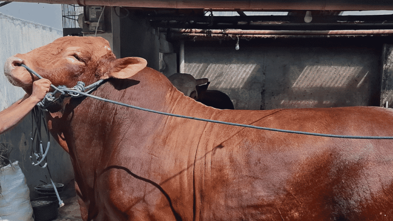 Sapi Kurban “Predator” Berbobot 1,1 Ton Milik Peternak Sukabumi Dibeli Presiden Prabowo