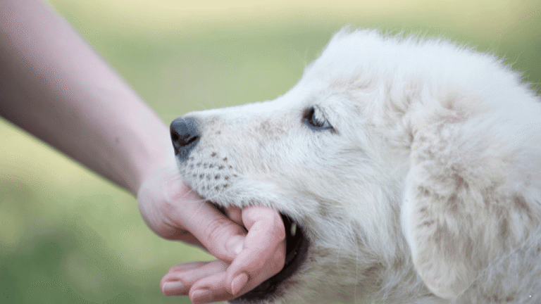 Awal 2026, Kasus Gigitan Hewan Penular Rabies di Kota Sukabumi Capai 104 Kejadian