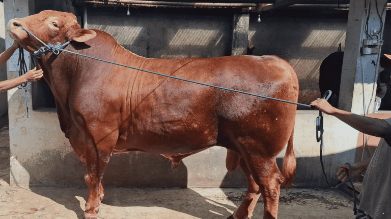 Sapi Kurban Milik Presiden Prabowo di Sukabumi Dipantau Ketat Jelang Iduladha