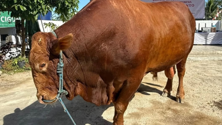 Sapi Kurban Presiden Prabowo ‘Predator’ Disembelih di Ponpes Miftaahussa’adah Sukabumi