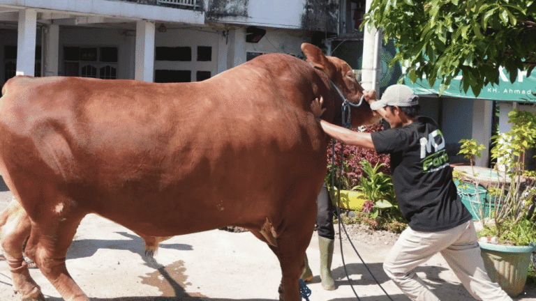 Daging Sapi Kurban Presiden Prabowo di Kota Sukabumi Dipastikan Sehat dan Layak Konsumsi