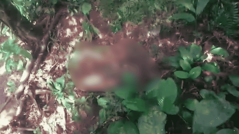 Mayat Pria Tanpa Identitas Ditemukan Membusuk di Kawasan Hutan Gunung Gede Pangrango Sukabumi