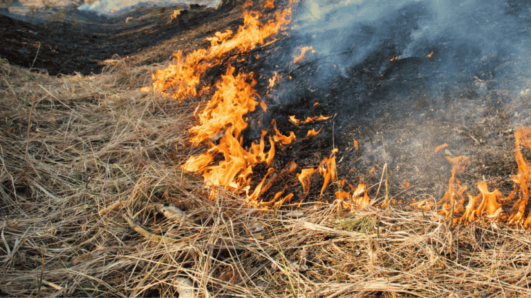 Dalam Sehari, 2 Kebakaran Lahan Terjadi di Sukabumi Dampak Kemarau