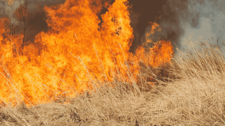 Kebakaran Lahan Meningkat, Sukabumi Hadapi Ancaman Serius di Puncak Musim Kemarau
