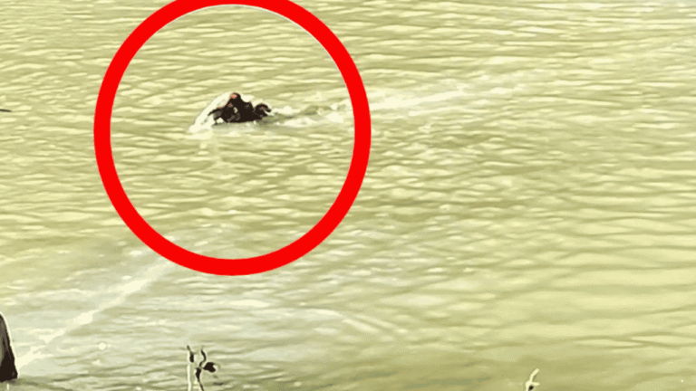 Video Viral Buaya Serang Anak Sapi di Situ Habibi Sukabumi, Warga Mengaku Sudah Lama Berdampingan dengan Predator