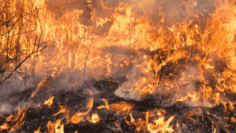 Potensi Kebakaran Lahan Meningkat Saat Kemarau, Warga Sukabumi Diminta Lebih Waspada