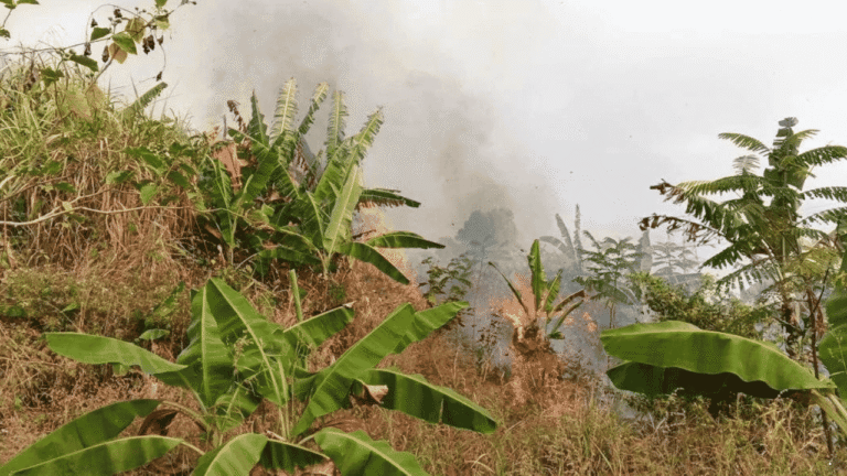 Asap Tebal Membubung dari Gunung Jayanti, Ternyata Lahan Kering di Batusapi Palabuhanratu Terbakar