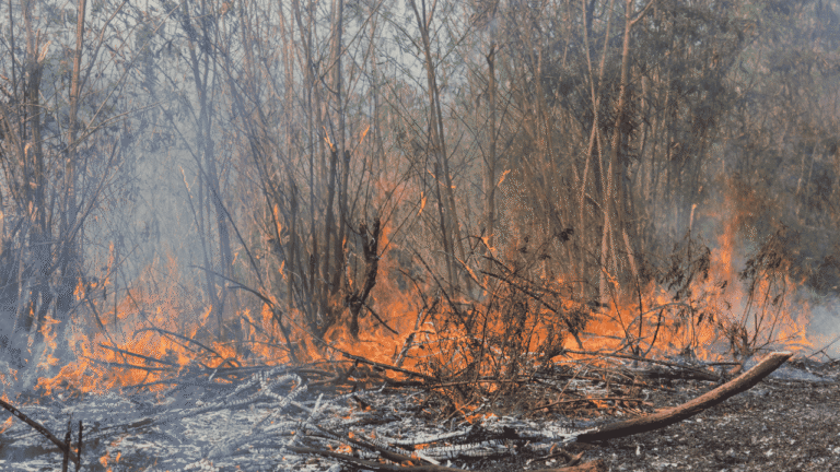 Musim Kemarau Rawan Kebakaran Lahan, Ini Langkah Sederhana untuk Mencegahnya