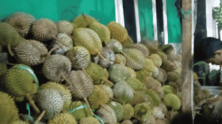 Durian Melimpah saat Musim Panen di Cikakak Sukabumi, Petani Minta Pemerintah Sukabumi Kembali Gelar Festival