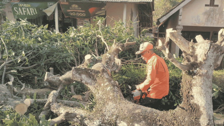 Pohon Mangga Tumbang Akibat Angin Kencang di Ciracap Sukabumi, Akses Jalan Sempat Terganggu
