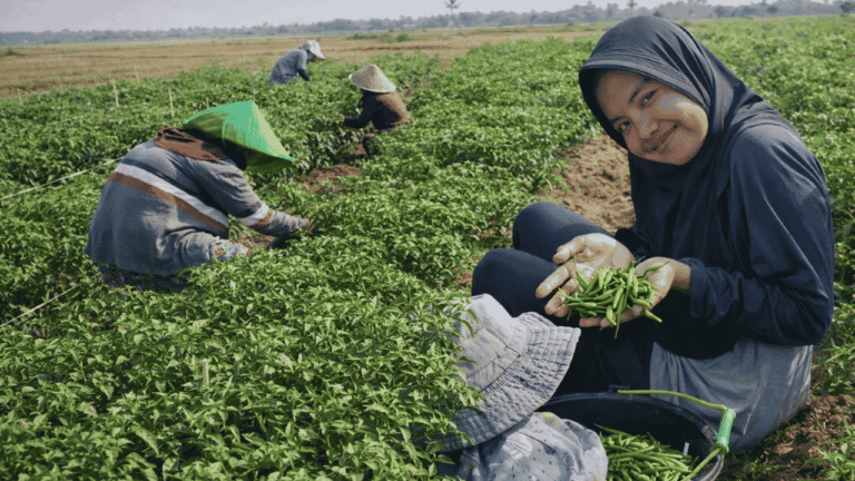 Lulusan Kebidanan Pilih Bertani, Cerita Fitria Aryani yang Kini Tekuni Kebun Cabai